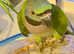 Stunning baby derbyan parrot