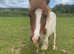 Quiet Shetland x DHP pony