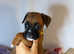 KC boxer puppies ready to leave