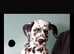 Dalmatian puppy