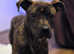 1 year and 1 months old Mastiff cross staffy