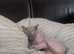 Blue eyed male kitten sphynx