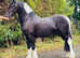 Coloured Friesian cross trad native stallion