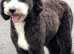 9 month Sheepadoodle boy