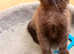 Very rare Havana brown chocolate female kitten