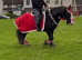 14.1h bombproof cob