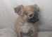 Shih Tzu x chihuahua 9 week old pups