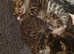 Stunning ragdoll x spynx kittens READY 13TH MAY