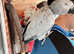 Fully Hand tamed African gray parrot