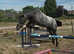 Very pretty 14hh mare