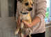 Chihuahua x jack Russell