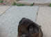 German shepherd,  Belgium Malinois, Labrador cross