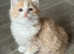 Ragdoll male kitten ready now