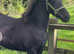 Full breed appy colt sire oor flying scotman xx