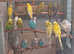 Exhibition size budgies.