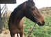 Thoroughbred gelding