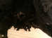 Pedigree Newfoundland female puppies