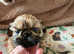 Shihtzu pups ready now