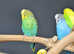 Budgies Pair (Babies and adults' pair Available) ,5