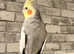 Beautiful baby green Indian ringnick parrot