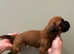 Kennel club assured Boxer pups for sale