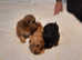 Lhasapoo 2 little boys left (REDUCED)