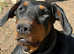 Doberman bitch