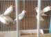 Java sparrows for sale