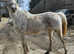 Anglo Arab companion mare