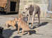 Bull greyhound puppy