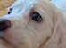 English setter puppies