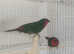 Pair of parrot finch