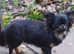 Adorable tini Malchi puppies