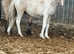 PT Al teke  colt stunning dun /white