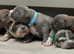 Pocket Bullyz