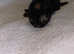 Kittens looking for forever home