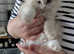Persian x Ragdoll Kittens for sale