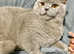 GCCF ACTIVE REGISTERED Chunky Lilac boy for STUD