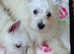 West Highland terrier puppies