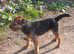 1 border terrier boy for sale