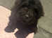 Beautiful bernedoodles puppies
