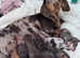 Mini Dachshund puppies ready now