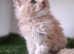 Pedigree Maine Coon kittens