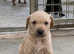3/4 Labrador x 1/4 GW Pointer