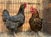 Point of lay hens for sale
