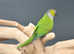 Black Capped Conure,18