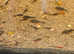 Young Bristlenose plecs for sale