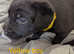 Adorable Labrador Puppies Ready for Their Forever Homes!