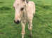 Purebred and partbred Connemara foals