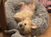 5 Month gorgeous Chorkie girl pup